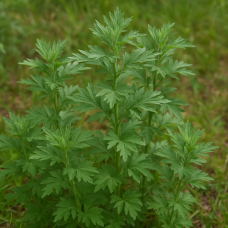 Mugwort Hydrosol | Clarity and Threshold Insight | Special Distillation