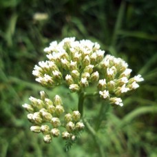 Anise Seed Essential Oil