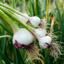 Garlic Essential Oil