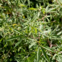Hemp Essential Oil