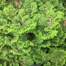 Hinoki (Japanese Cypress) Essential Oil | Calming, Grounding & Respiratory Support