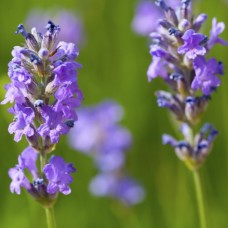 Lavender Essential Oil | Spain | Calming + Skin Repair |