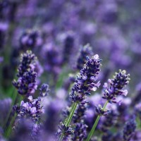 Lavender Essential Oil - Bulgaria Lavender Essential Oil - Bulgaria