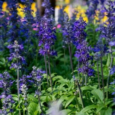 Lavender Essential Oil - England