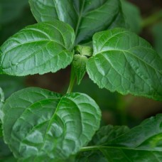 Patchouli Essential Oil - Indonesia