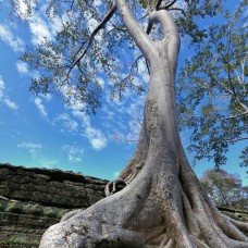 Siam Wood Essential Oil