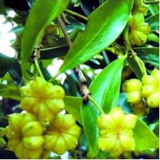Anise Star CO2 Select Extract Organic