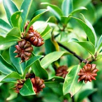 Anise Star Essential Oil