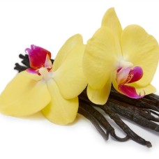 Vanilla Absolute