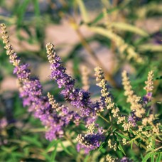 Vitex Essential Oil aka Chasteberry