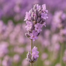 Lavender Essential Oil | Hidcote Pink | Limited Reserve
