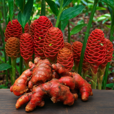 Ginger, Red Essential Oil | Warming Circulatory + Emotional Activation