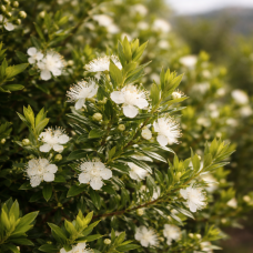 Myrtle, Green Morocco
