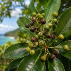 Pimento Berry (West Indian Bay) Essential Oil | Pain, Digestion + Protection