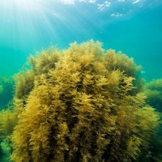 Seaweed Absolute - Rare