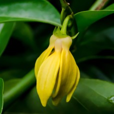 Cananga Essential Oil | Grounding Floral Balance & Emotional Support | Cananga odorata