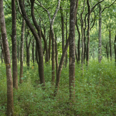 Sandalwood Absolute | Deeply Grounding + Spiritually Restorative| Rare