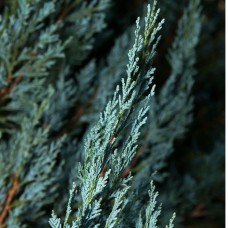 Blue Cypress Essential Oil