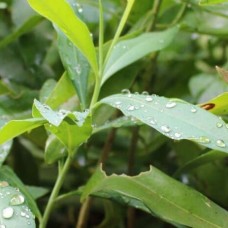 African Greenheart Essential Oil | Deep Strength + Protection