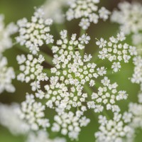 Ajowan (Bishop's Weed) Essential Oil