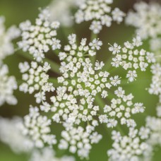 Ajowan (Bishop's Weed) Essential Oil