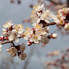 Bitter Almond