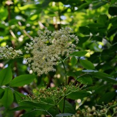 Elderflower CO2 Extract Select