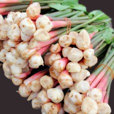 Galangal Essential Oil