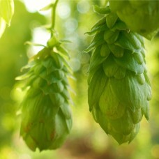 Hops Essential Oil