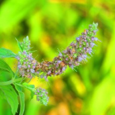 Wild Spearmint Essential Oil | Mental Clarity + Digestive Support