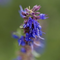 Hyssop Officinalis