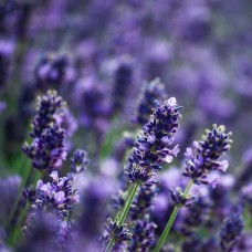 Lavender Essential Oil | Limited Reserve | Australia 