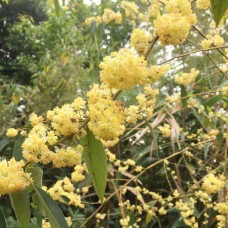 May Chang Essential Oil | Citronellal | Green