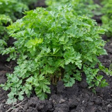 Parsley Seed Co2 Select Extract