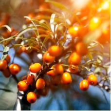 Sea Buckthorn Pulp CO₂ Extract | Skin Repair + Solar Restoration