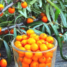 Seabuckthorn Berries CO2-to extract organic