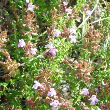 Thyme, Lemon Essential Oil | Cineole-Rich | Spain