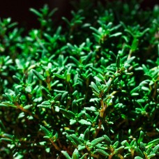 Thyme Essential Oil White