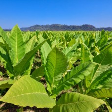 Tobacco Absolute
