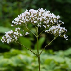 Valerian Essential Oil