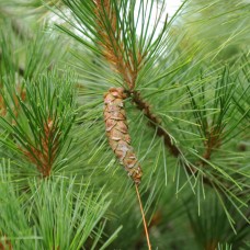 White Pine Essential Oil