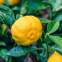 Yuzu Essential Oil