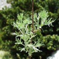 Mugwort, White Essential Oil