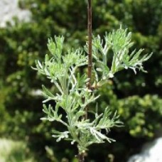 Mugwort, White Essential Oil