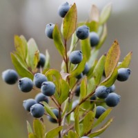 Myrtle, Red Essential Oil Myrtle, Red Essential Oil