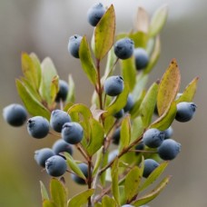Myrtle, Red Essential Oil