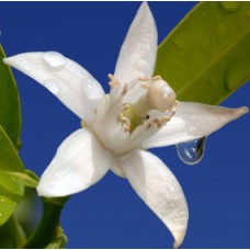Neroli Essential Oil | Emotional Healing & Skin Support | Citrus Aurantium