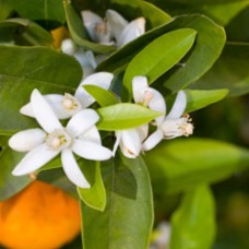 Neroli/Petitgrain co-distill Essential Oil