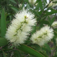 Niaouli ct 1,8 cineole Organic Essential Oil - Australia