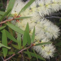 Niaouli Essential Oil ct. 1,8-Cineole | Madagascar Niaouli Essential Oil ct. 1,8-Cineole | Madagascar